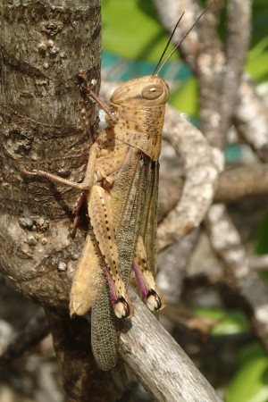 "Year of the locust" ©2014 Jimmie Olsson